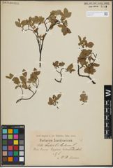 Foto von Salix hastata L. x Salix herbacea L.